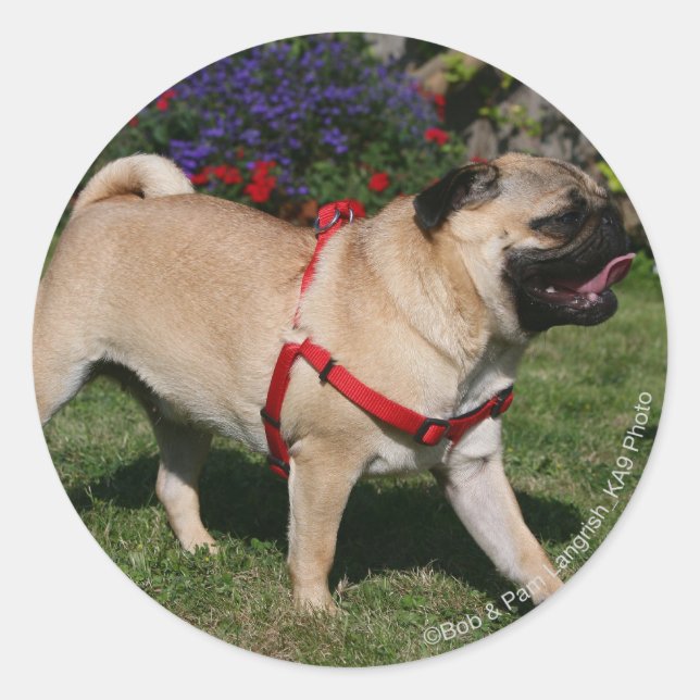 Sticker Rond Carlin portant un baudrier rouge (Devant)