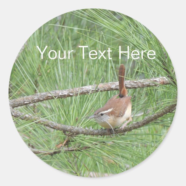 Sticker Rond Carolina Wren in Pine Tree (Devant)