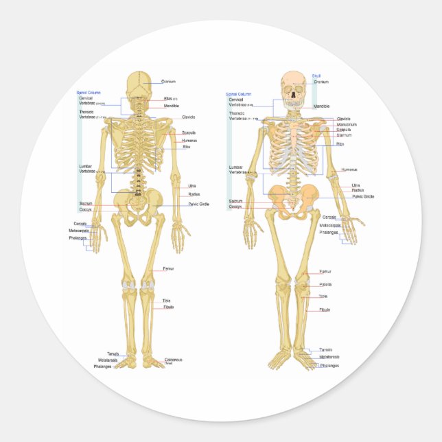 Sticker Rond Carte d'anatomie marquée du squelette humain (Devant)