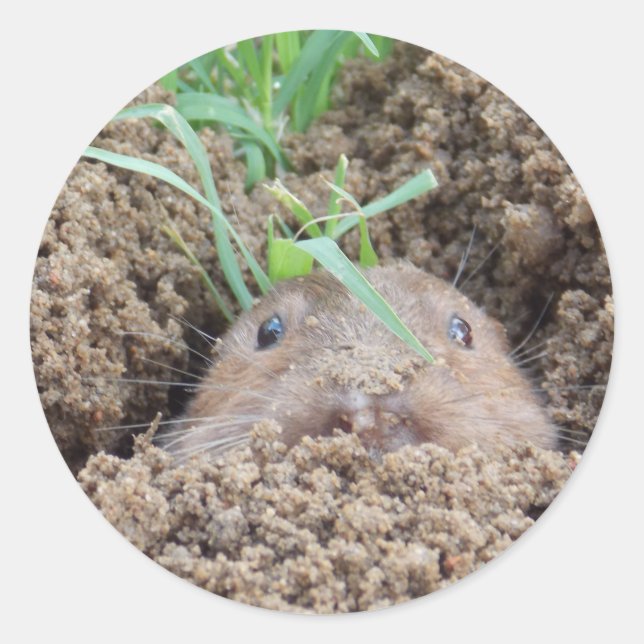 Sticker Rond Carte postale Vole Creature (Devant)