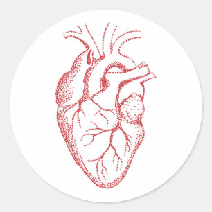Sticker Rond Cartographie de l'anatomie cardiaque humaine