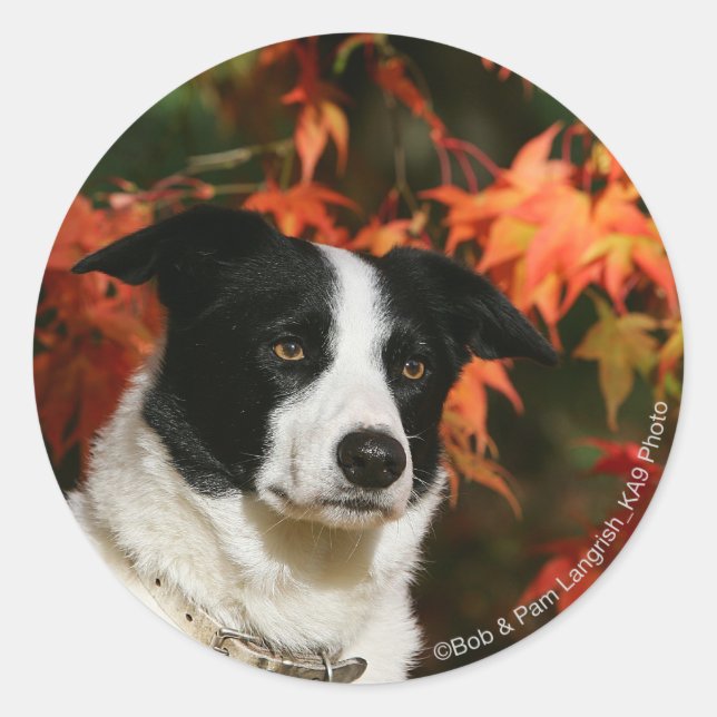 Sticker Rond Casque Collie Automne Bordure (Devant)