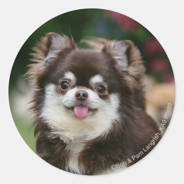Sticker Rond Casque long Haired Chihuahua 1 (Devant)
