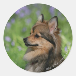 Sticker Rond Casquette Poméranie