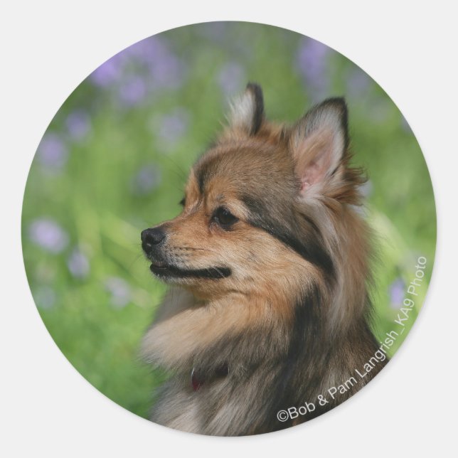 Sticker Rond Casquette Poméranie (Devant)
