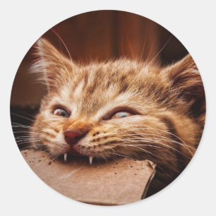 Sticker Rond Cat biting cardboard