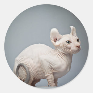 STICKER ROND CAT CHAUVE
