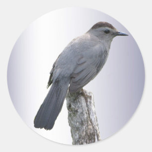 Sticker Rond Catbird