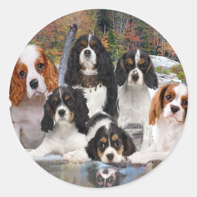 Sticker Rond Cavalier King Charles ne peut pas avoir seulement  (Devant)