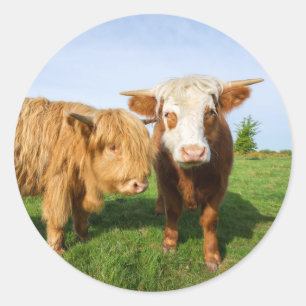 Sticker Rond Ceinture polaire de la jeune vaches Highland