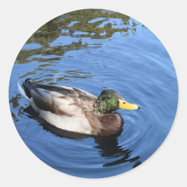 Sticker Rond Central Park NYC Conservatoire Eau Mallard Canard (Devant)