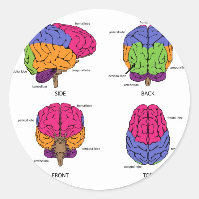 Sticker Rond Cercerveau humain de tous côtés (Devant)