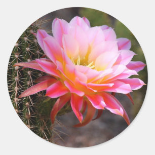 Sticker Rond Cereus en fleur de cactus roses