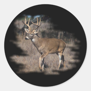 Sticker Rond Cerf blanc dans le champ