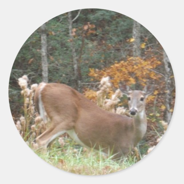Sticker Rond Cerf d'automne dans le lac Arrowhead (Devant)
