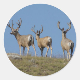 Sticker Rond Cerfs mulet mâles D9 en velours