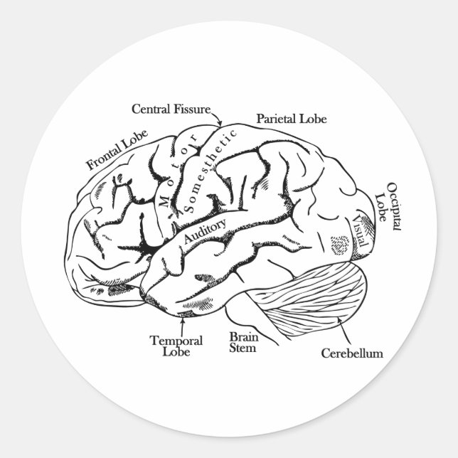 Sticker Rond Cerveau humain (Devant)