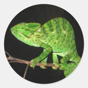 Sticker Rond Chameleon (Chamaeleo zeylanicus)