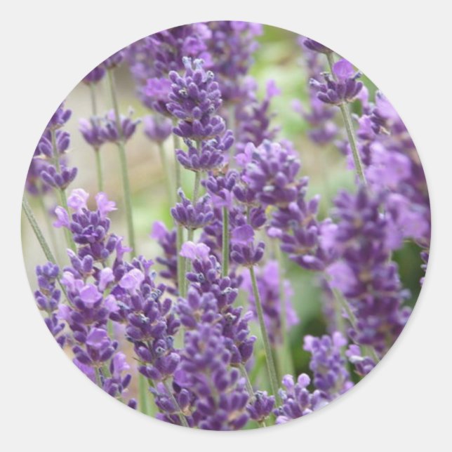 Sticker Rond Champ de fleurs de lavande violette (Devant)