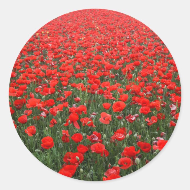 Sticker Rond Champ de Red Poppies (Devant)
