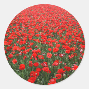 Sticker Rond Champ de Red Poppies