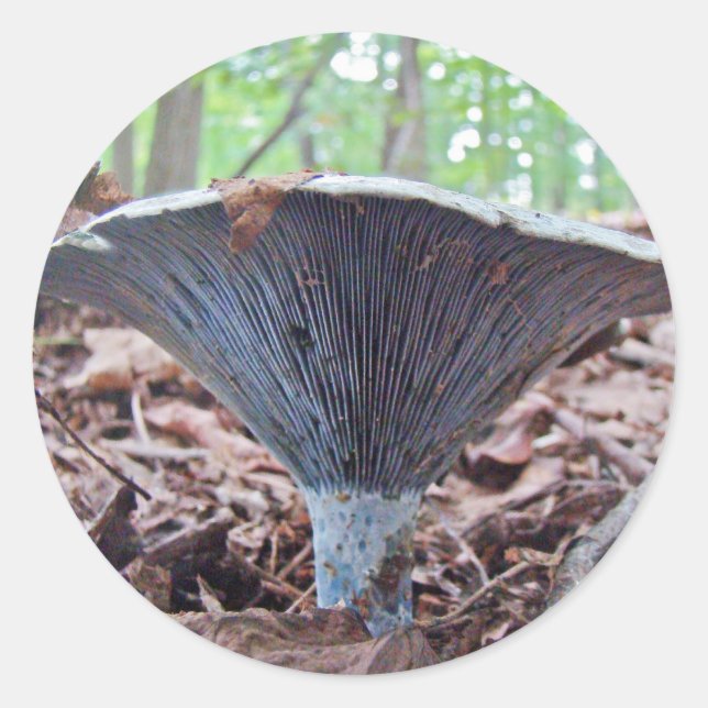 Sticker Rond Champignon bleu Lactarius indigo (Devant)