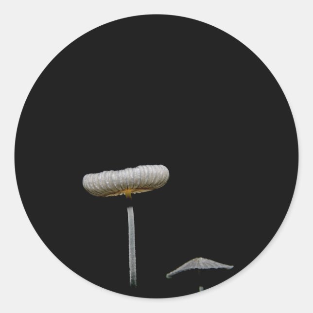 Sticker Rond Champignons (Devant)