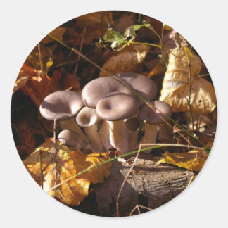 Sticker Rond Champignons huîtres