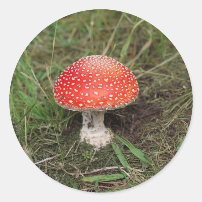 Sticker Rond Champignons magiques (Devant)