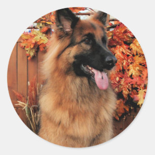 Sticker Rond Chance -LH Shepherd & Mae - St Bernard Photo-22