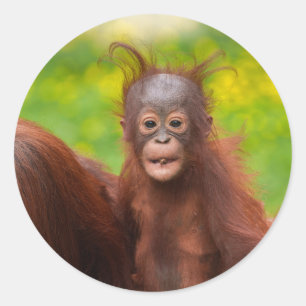 Sticker Rond Charme excentrique d'un bébé orang-outan
