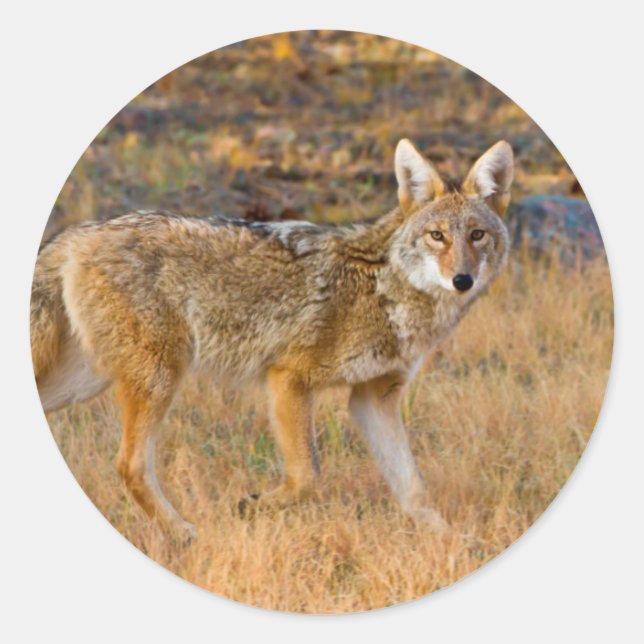 Sticker Rond Chasse au coyote (Canis Latrans) (Devant)