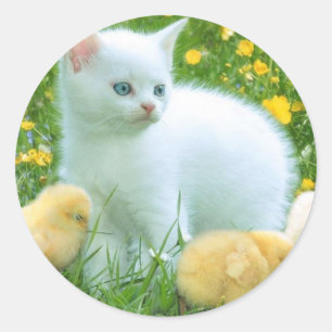 Sticker Rond chat