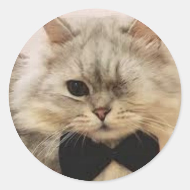 Sticker Rond Chat à oeil unique (Devant)