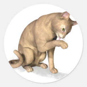 Sticker Rond Chat abyssinien lèche sa patte
