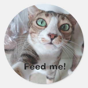 Sticker Rond Chat affamé
