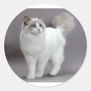 Sticker Rond Chat aux yeux bleus Purfection de Ragdoll
