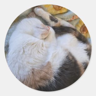 Sticker Rond Chat calcaire dormant