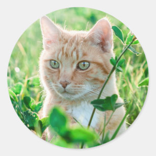 Sticker Rond Chat dans la nature