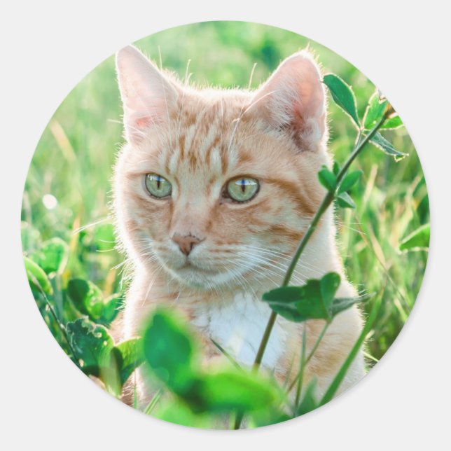 Sticker Rond Chat dans la nature (Devant)