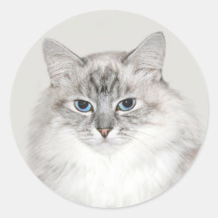 Sticker Rond Chat de l'Himalaya de point bleu