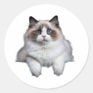 Sticker Rond Chat de poupée mignonne