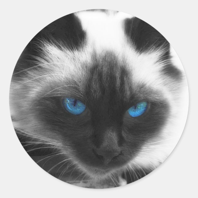 Sticker Rond Chat de Siamese (Devant)