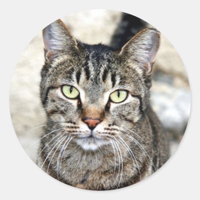 Sticker Rond Chat égyptien (Devant)