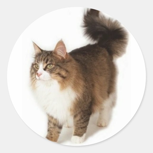 Sticker Rond Chat forestier norvégien (Devant)