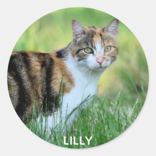 Sticker Rond Chat marron et blanc
