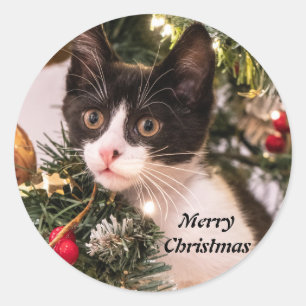 Sticker Rond Chat noir et blanc en jeu dans l'arbre de Noël