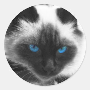 Sticker Rond Chat siamois