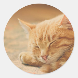 Sticker Rond Chat Tabby Orange Dormant