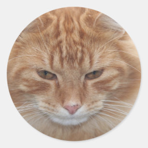 Sticker Rond Chat tigré dépouillé par orange